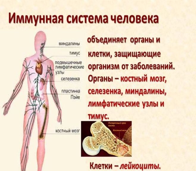 Картинка органов иммунной системы