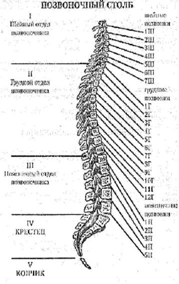 Позвоночный столб животного