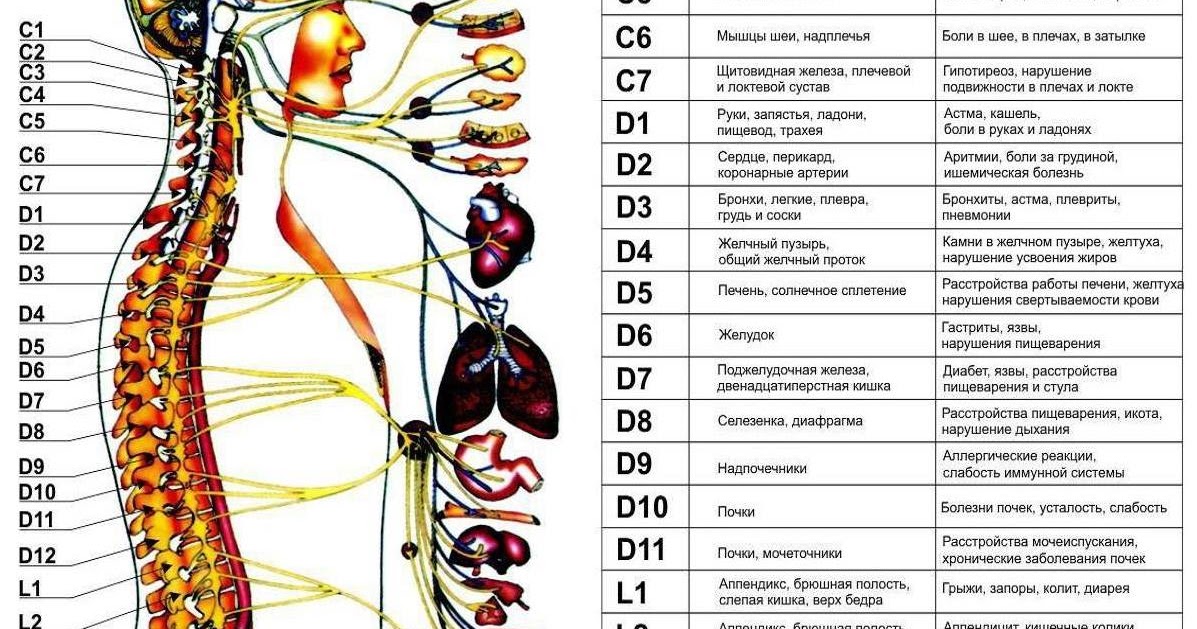 Схема какой позвонок за что отвечает схема