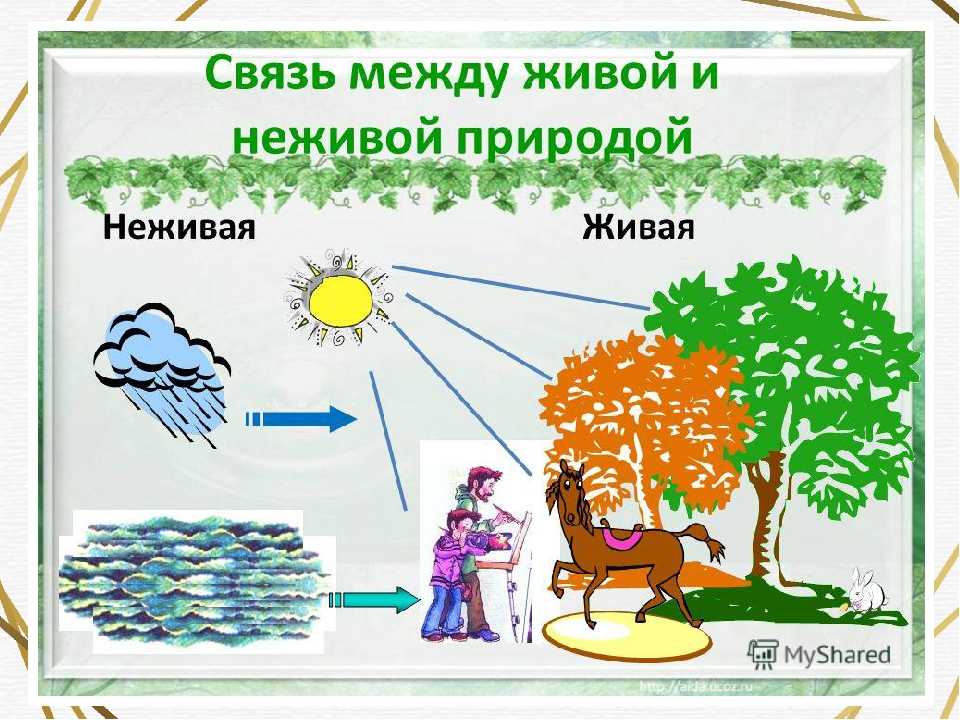 Презентация взаимосвязь растительного и животного мира 2 класс занков