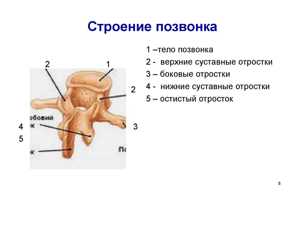 Общий план строения позвонков