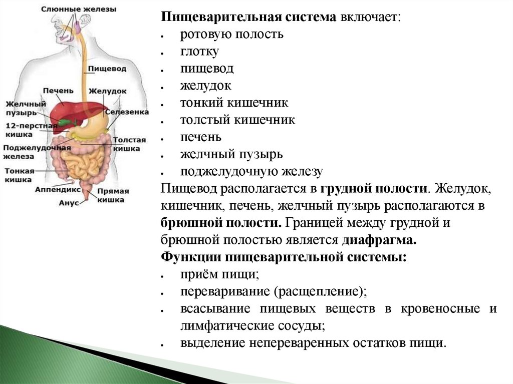 Презентация на тему физиология пищеварения