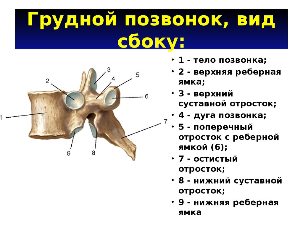 Картинка позвонка человека