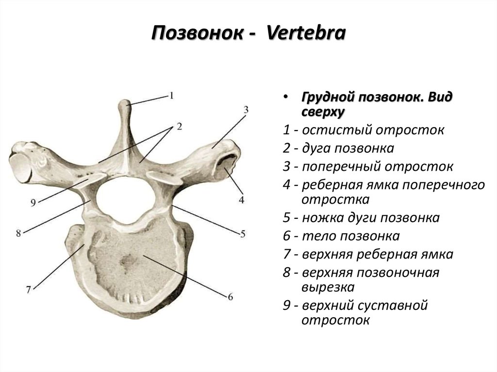 Позвонки анатомия рисунок - 96 фото