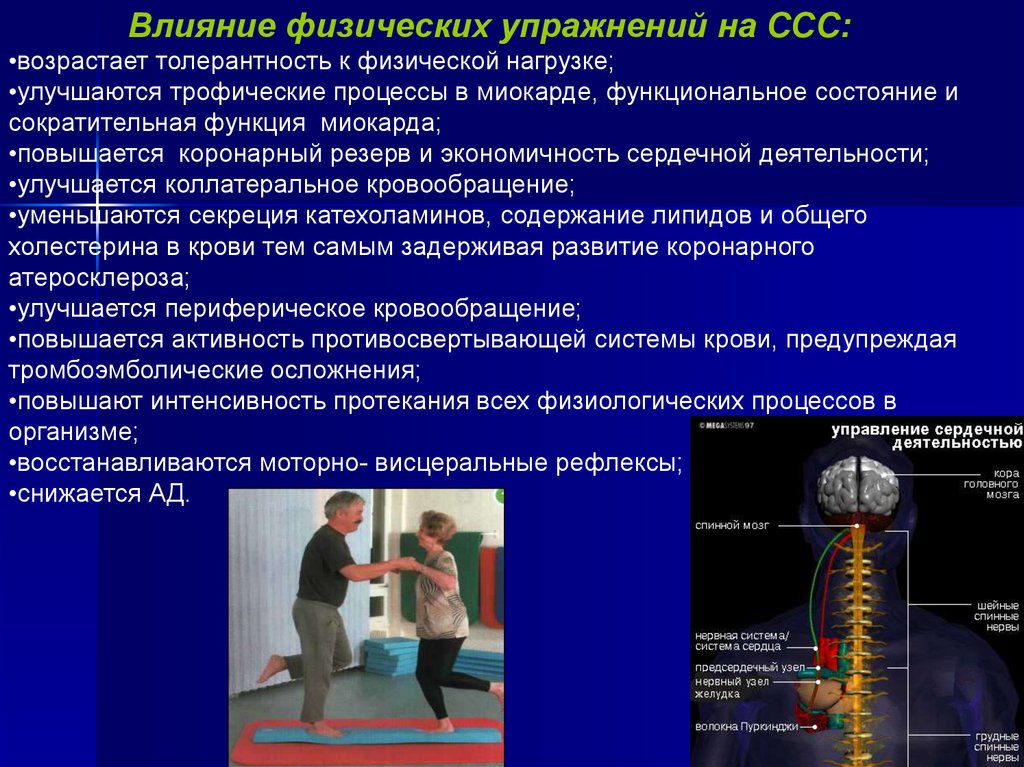 Влияние физической нагрузки на сердечно сосудистую систему презентация