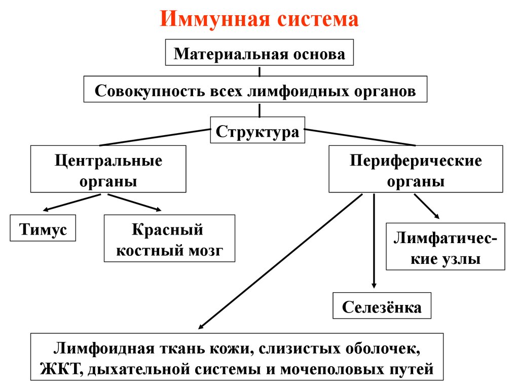 Схема иммунной системы человека