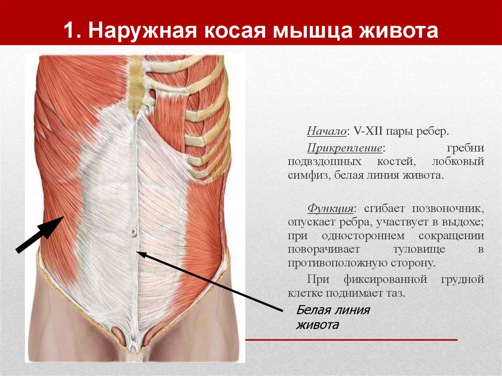 Мышцы живота презентация