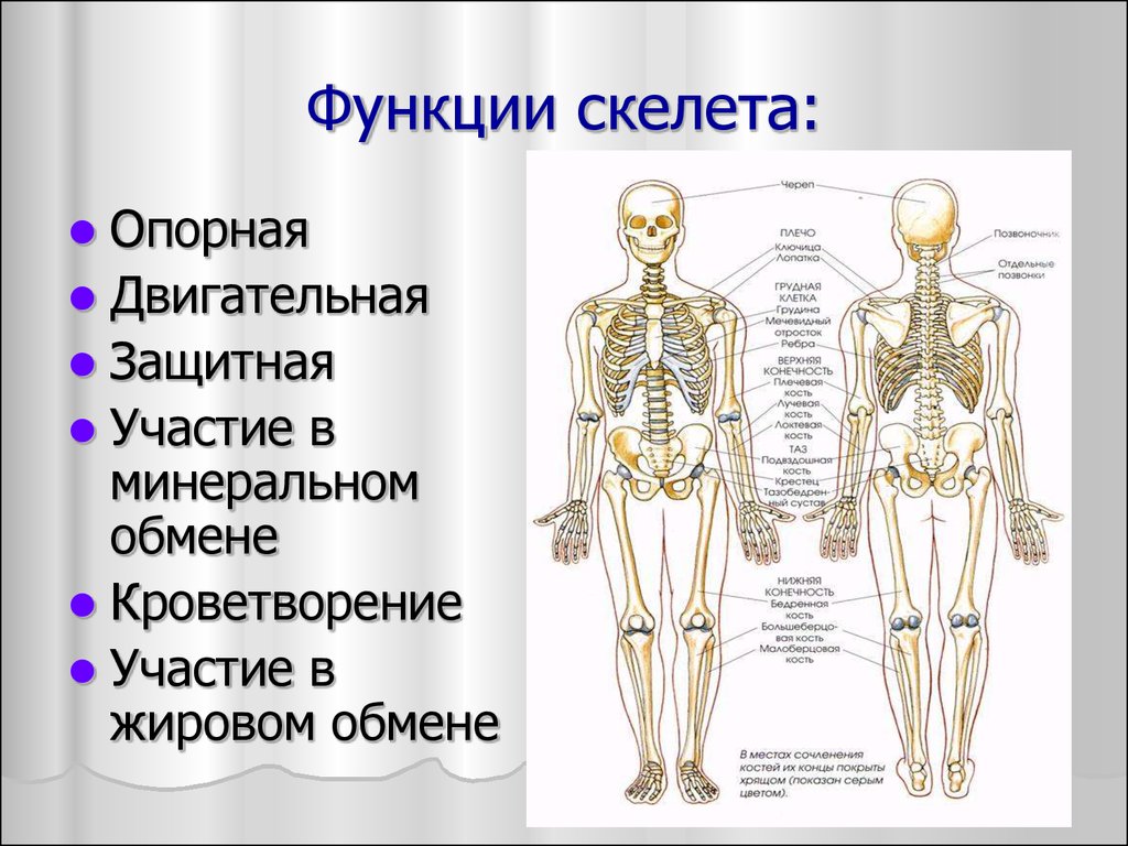 Анатомия и физиология опорно двигательного аппарата презентация