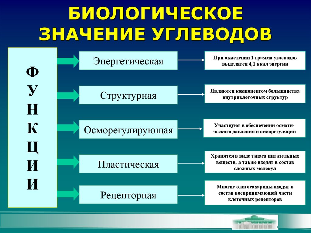 Биологическая роль питания