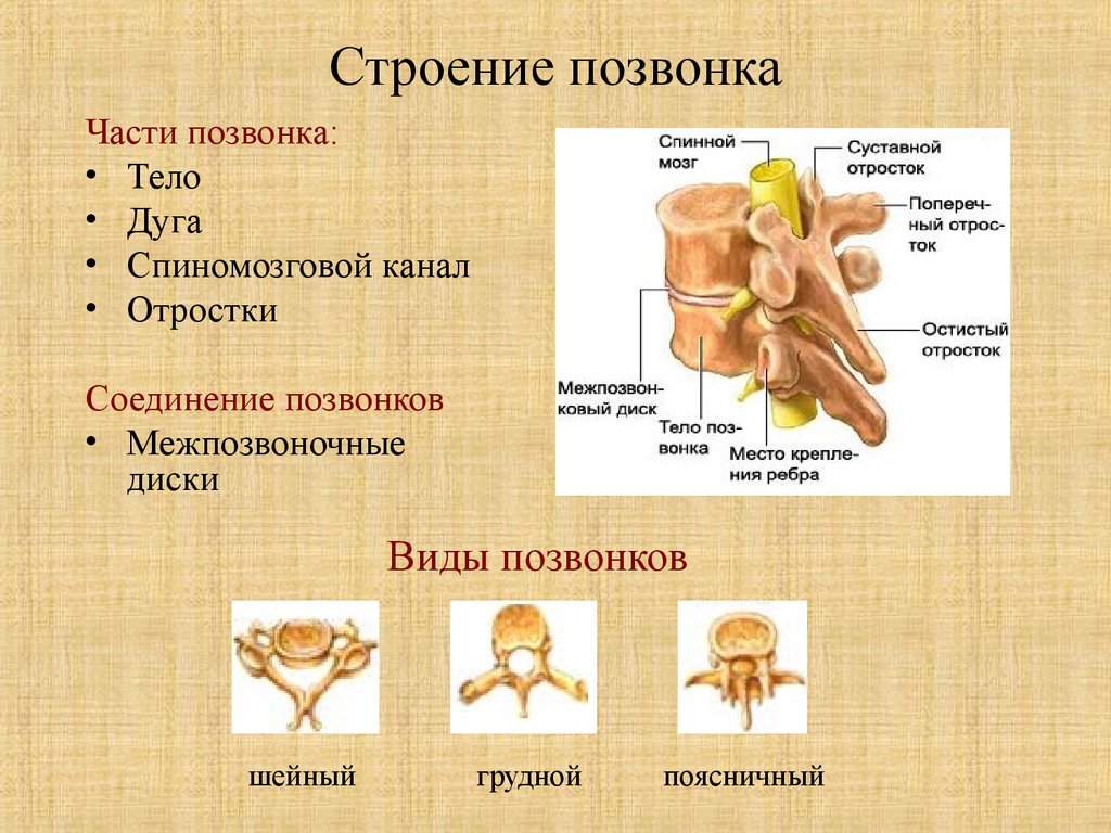 Общий план строения позвонков