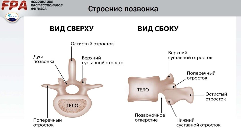 Позвонок класс. Строение позвонков вид сверху сбоку. Составные части позвонка. Опорные структуры позвонка. Выступающий позвонок строение.