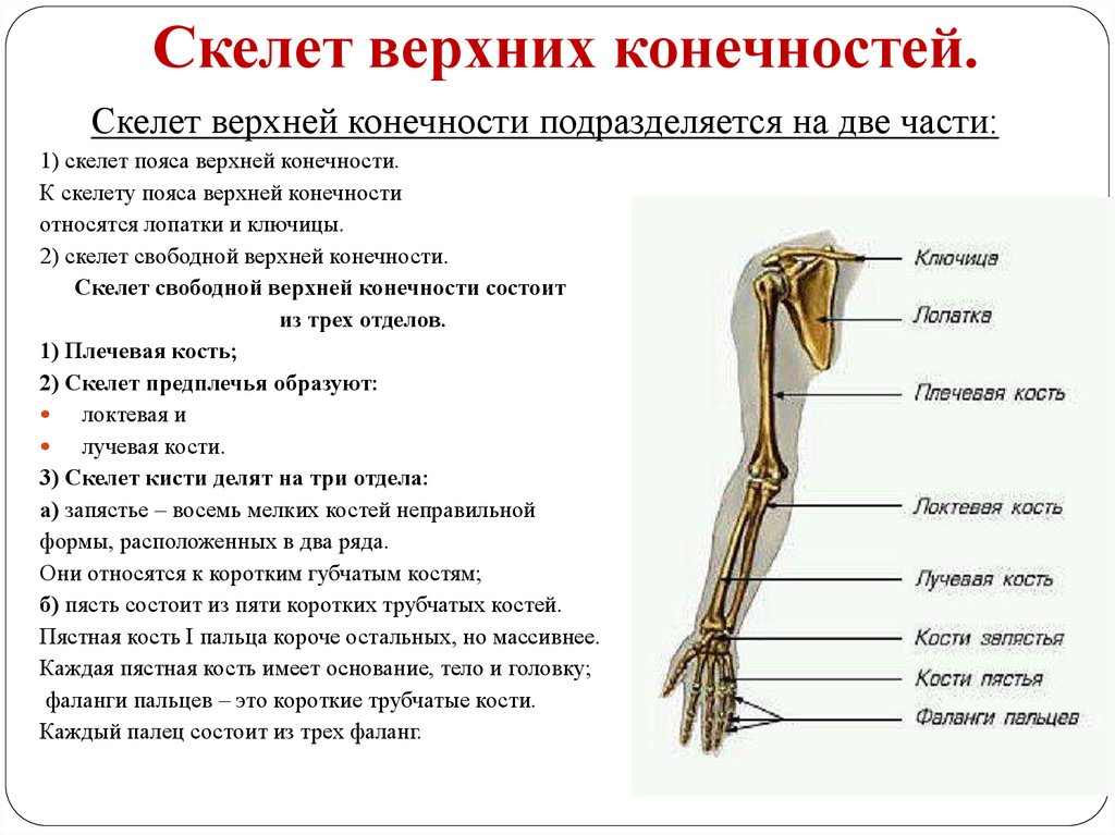 Состав руки человека фото с описанием костей и органов