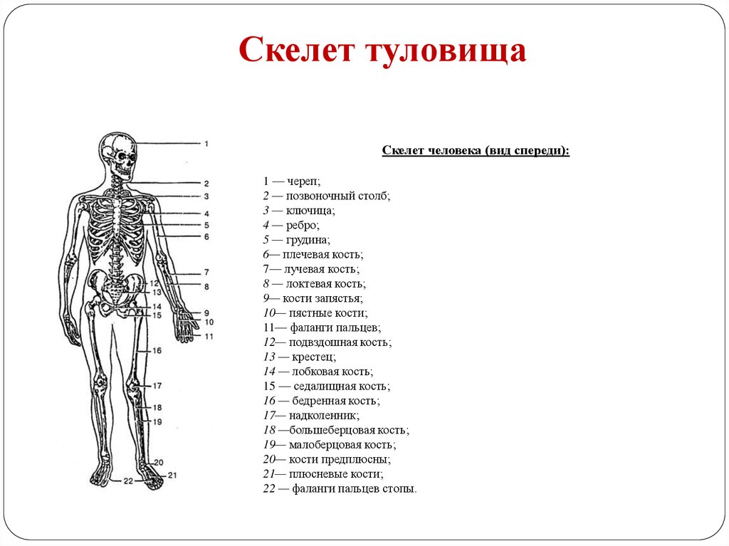 Схема кость человека