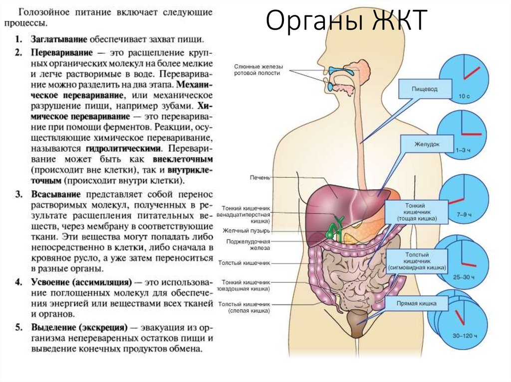 Процесс переваривания пищи у человека схема