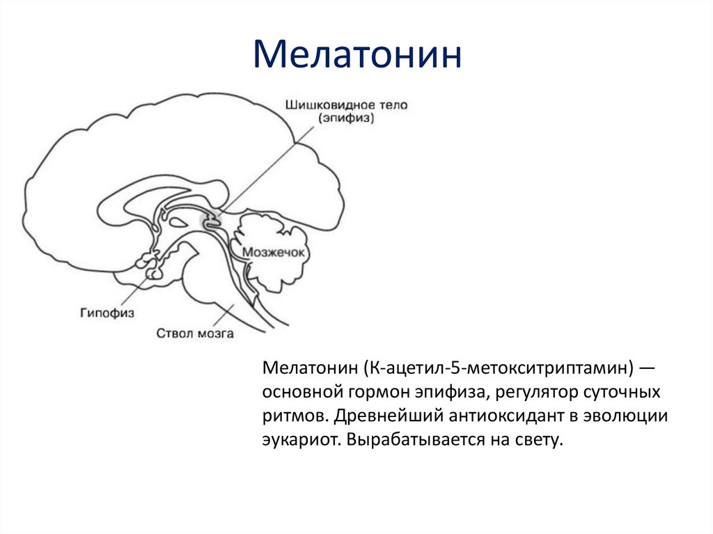 Гипофиз и эпифиз презентация