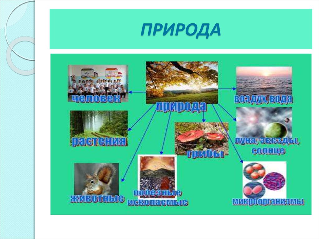 Проект про природу 5 класс