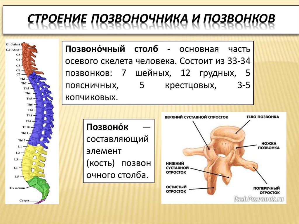 Сколько позвонков у человека