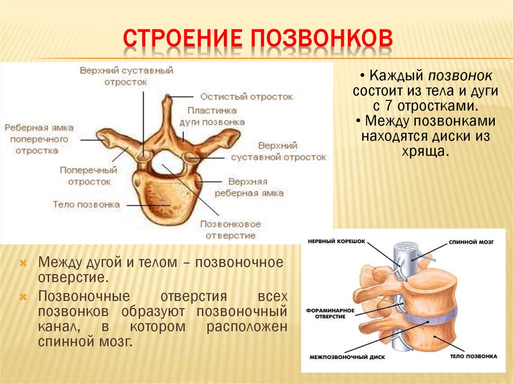 Схема строения позвонка