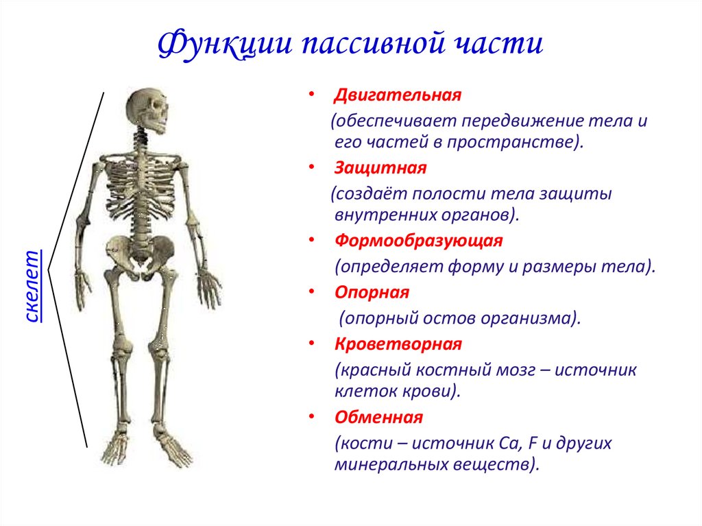 Определите какой отдел скелета человека на рисунке обозначен вопросительным знаком и укажите