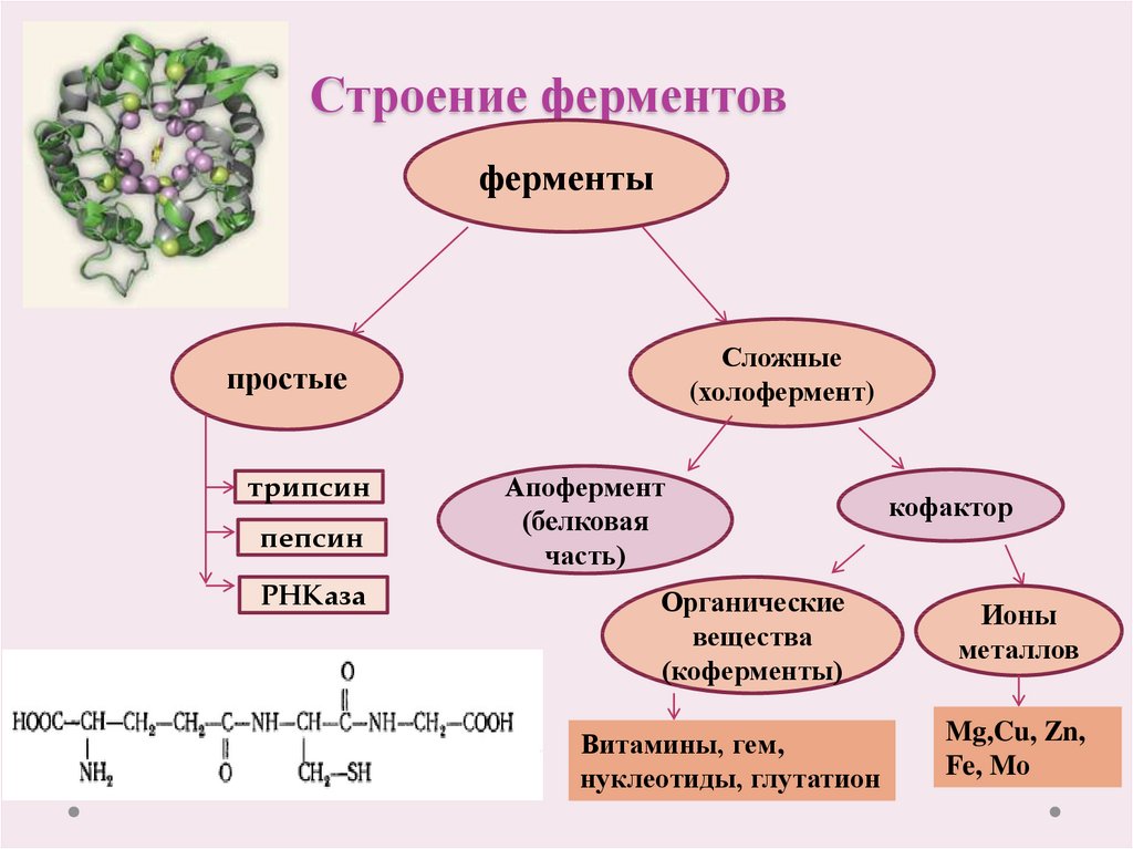 Составьте схему в которой напишите те группы в которые входите вы