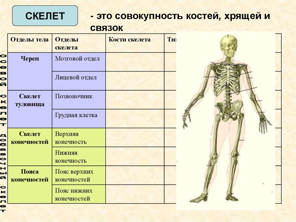 Определите какая кость на рисунке обозначена цифрой 1 назовите отдел скелета верхних конечностей