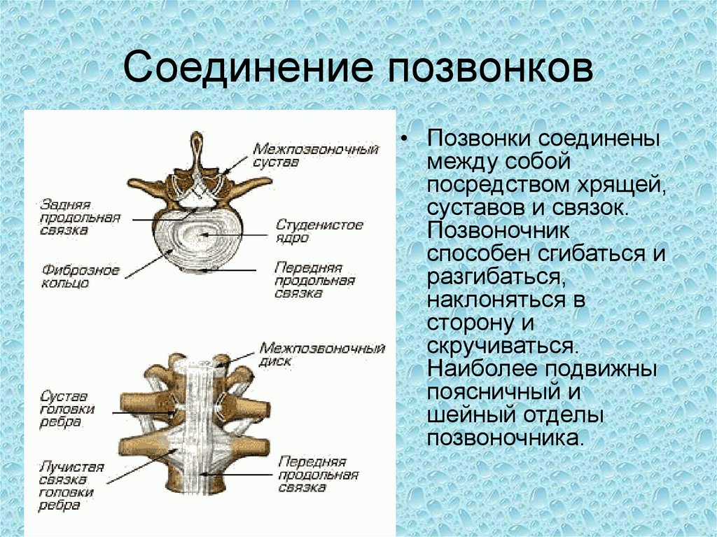 Суставы позвонков. Соединение суставных отростков позвонков. Строение соединений позвоночного столба. Позвонки грудного отдела позвоночника Тип соединения. Позвонки шейного отдела соединение.