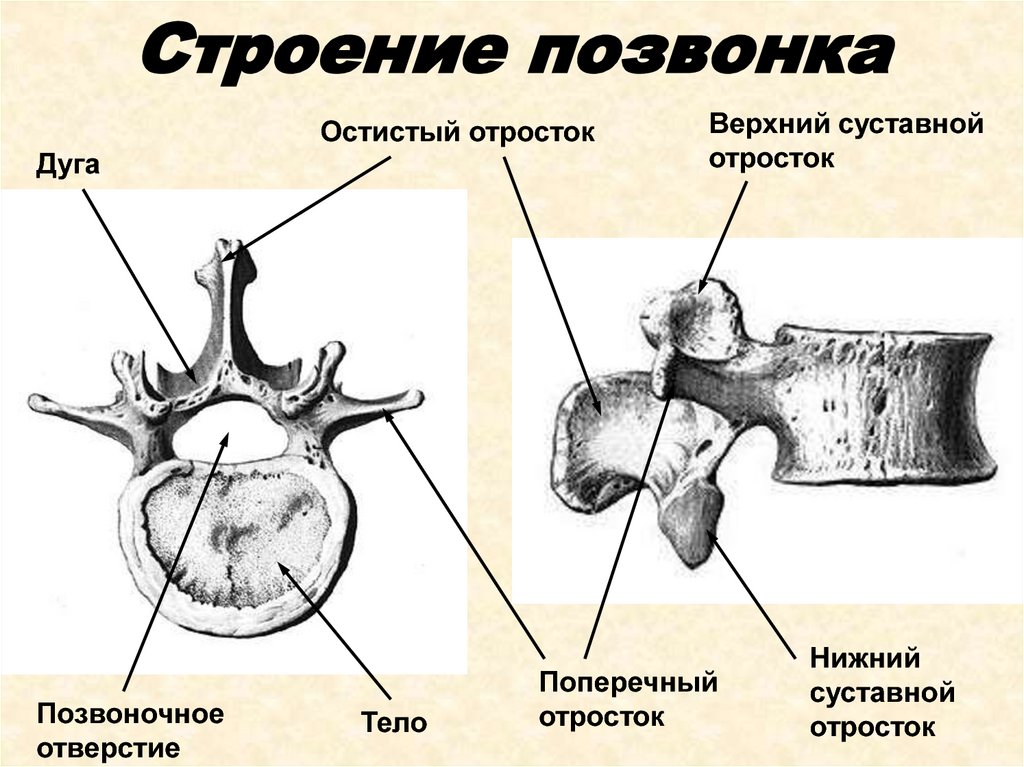 Строение позвоночника человека схема строение позвоночника человека