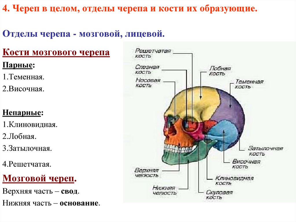 Скелет головы схема