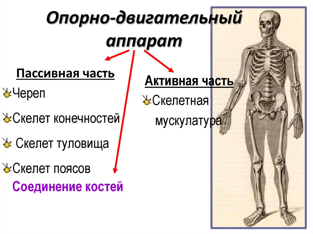 Биология строение скелета. Что относится к пассивной части опорно двигательного аппарата. Из чего состоит опорно-двигательный аппарат человека. Схема функции опорно двигательной системы. Схема состав опорно двигательной системы.