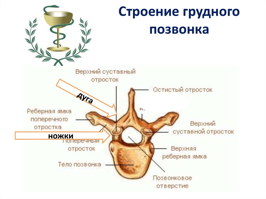 Строение позвонка рисунок