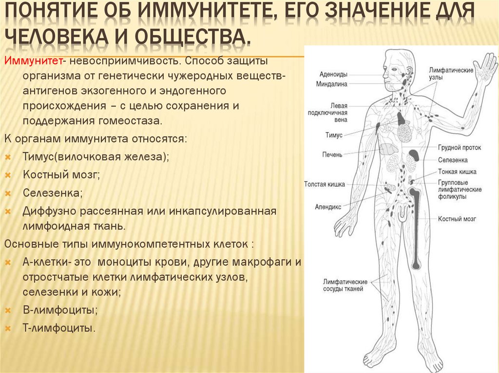 Иммунная система человека презентация