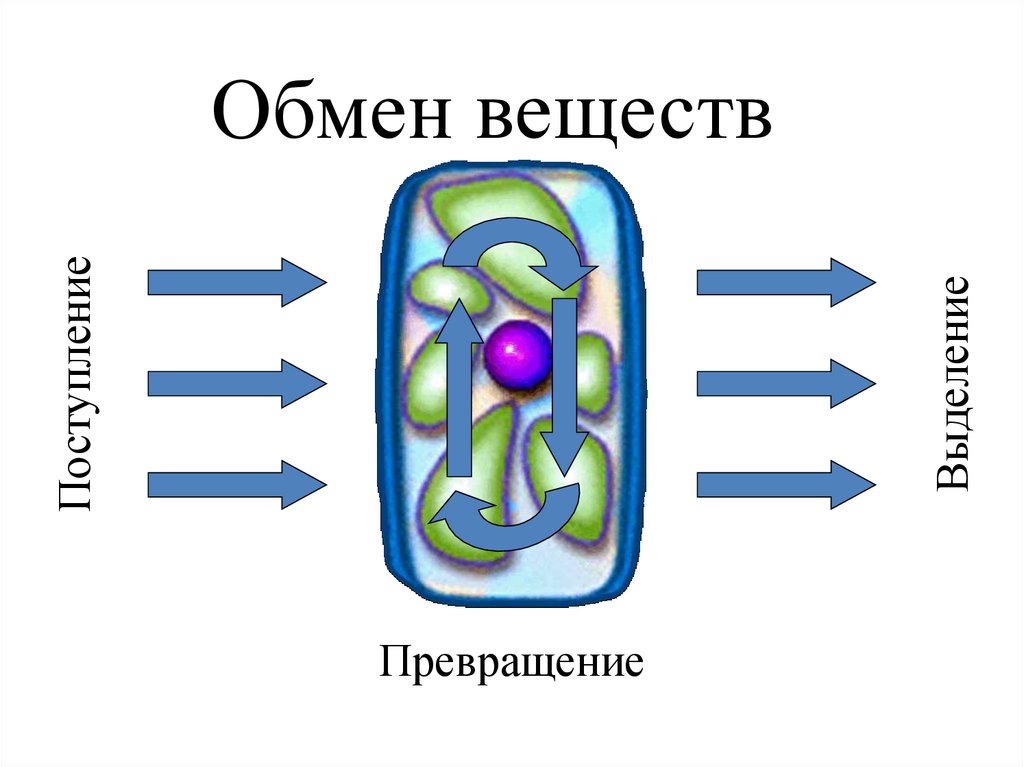 Обмен веществ картинки для презентации