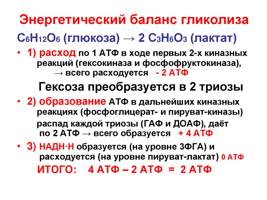 Синтез атф этапы аэробного и анаэробного распада глюкозы презентация