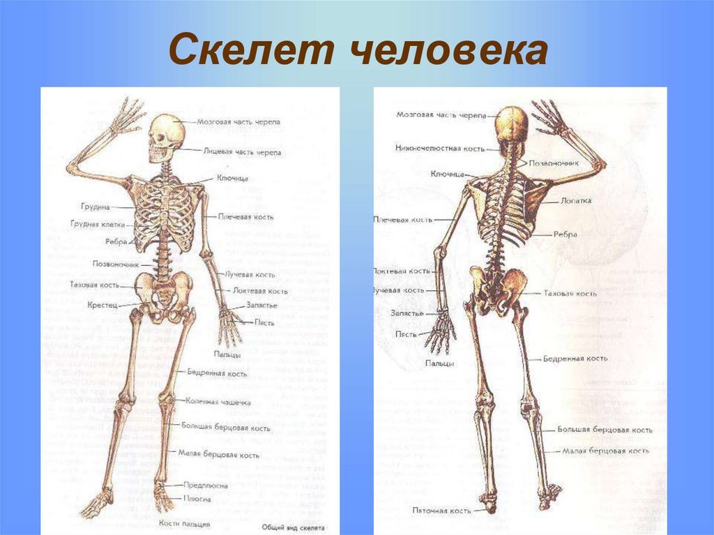 Все кости человека и их названия в картинках