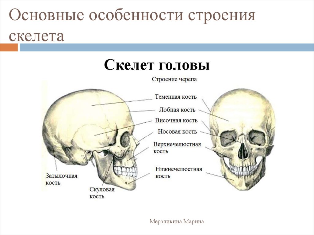 Схема строения черепа человека