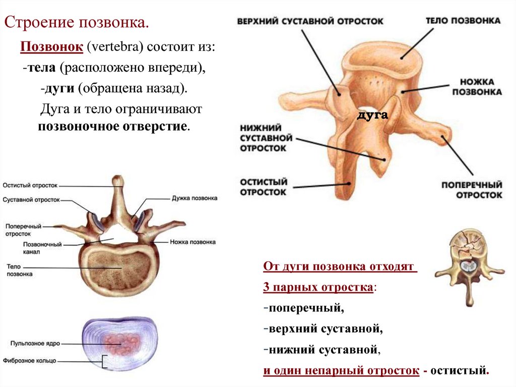 Общий план строения позвонков