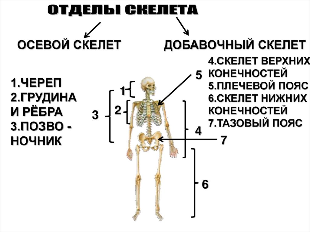 Презентация скелет человека осевой скелет 8 класс