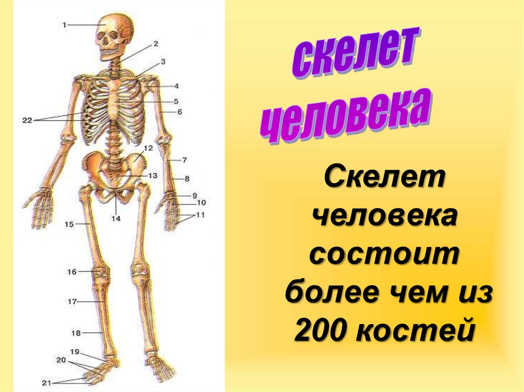 Схема человеческого скелета