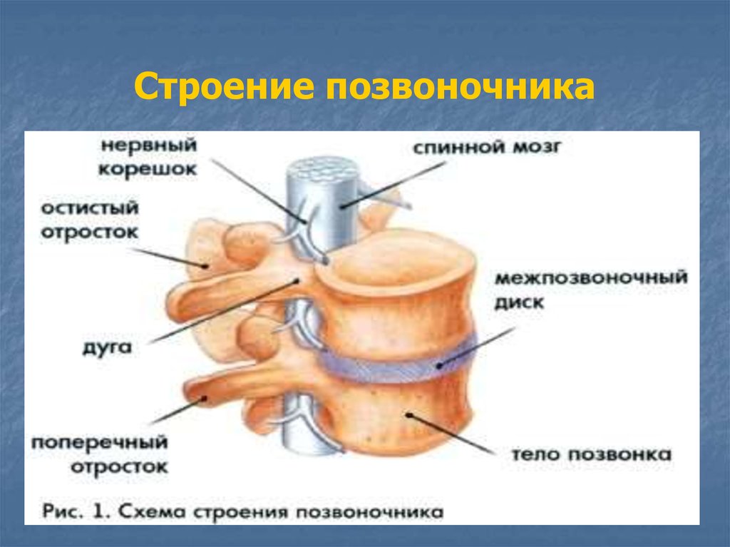 Общий план строения позвонков