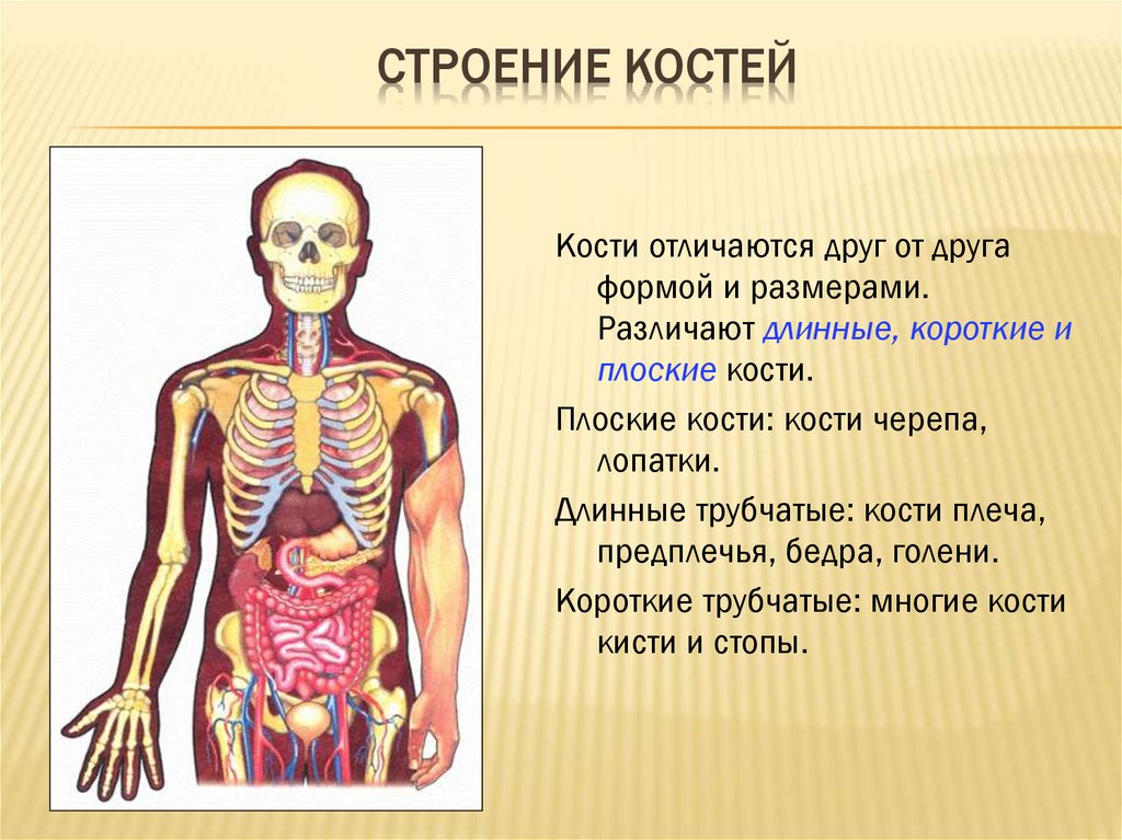 Скелет 8 класс биология презентация