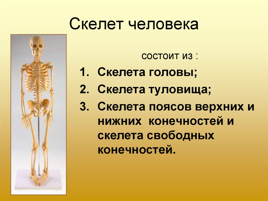 Проект по биологии скелет человека