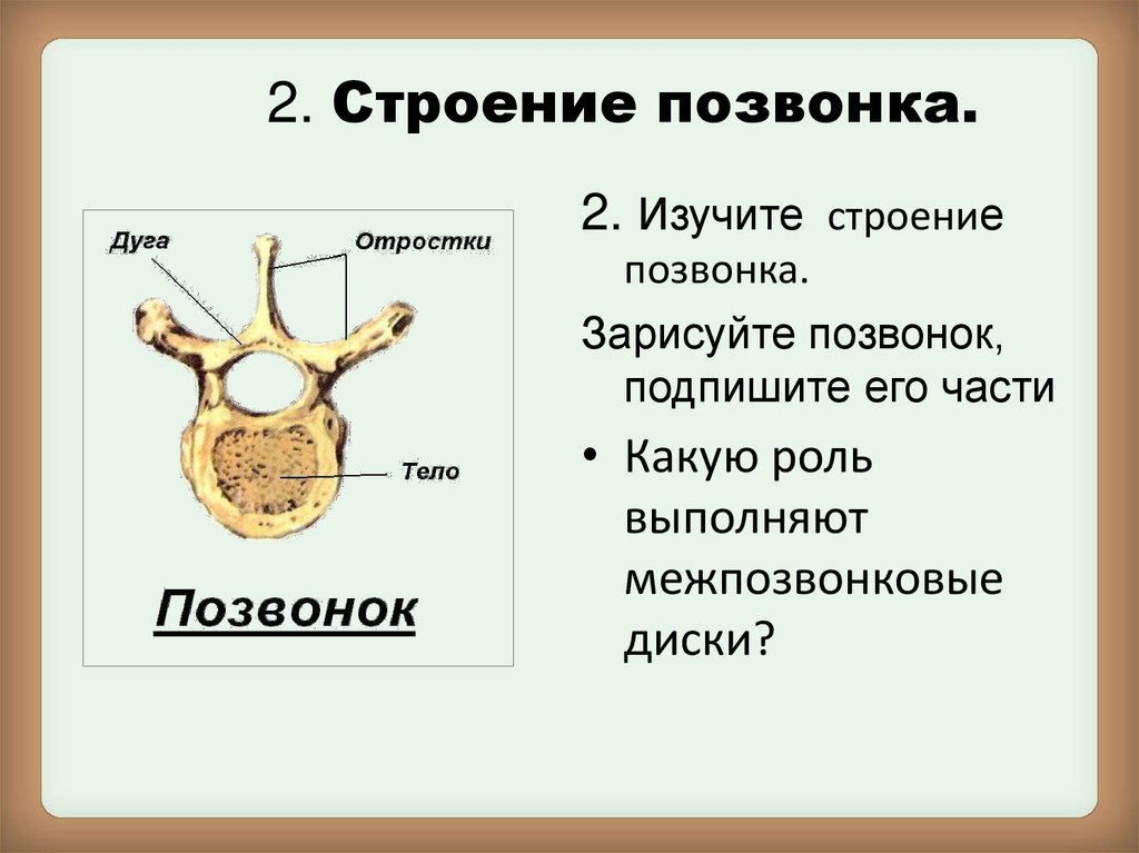 Позвонки анатомия. Строение позвонка. Схема строения позвонка. Строение типичного позвонка. Строение атипичного позвонка.