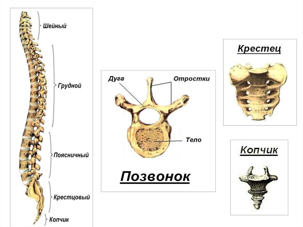 Число позвонков