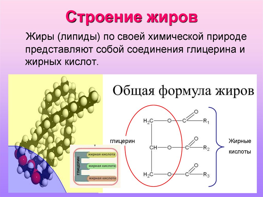 Строение жиров. Жиры структура. Жиры их строение. Жиры структура и функции.