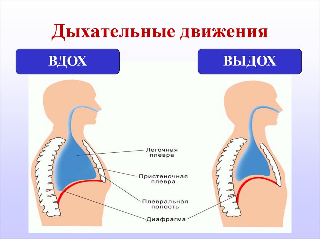 Схема дыхания при па