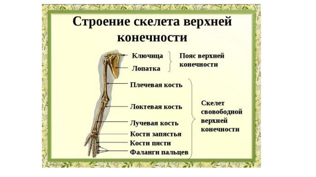 Выберите три верно обозначенные подписи к рисунку строение верхних конечностей