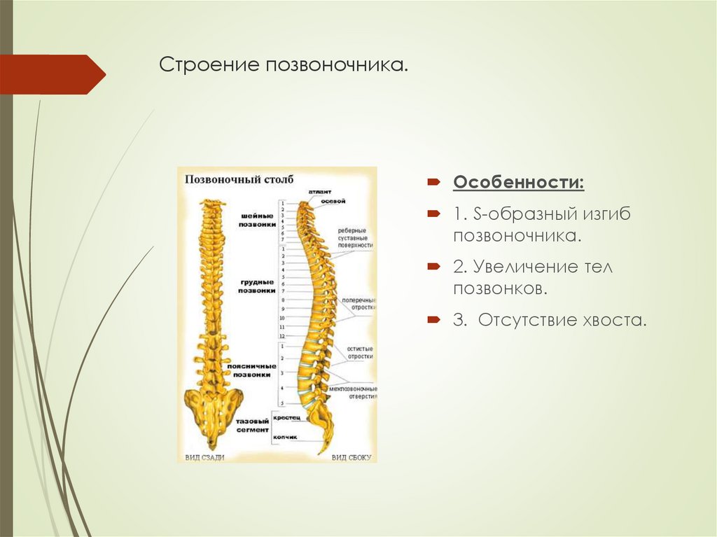 Позвоночник роль