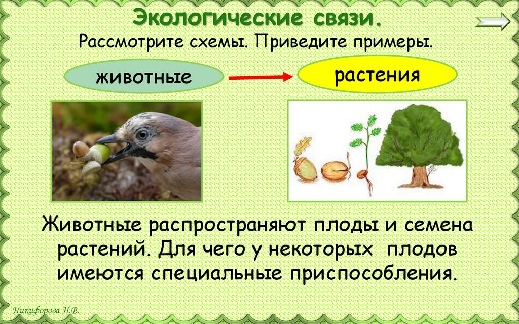 3 примера экологии. Экологические связи. Экологические связи в природе. Примеры экологических связей примеры. Экологические связи человек природа примеры.