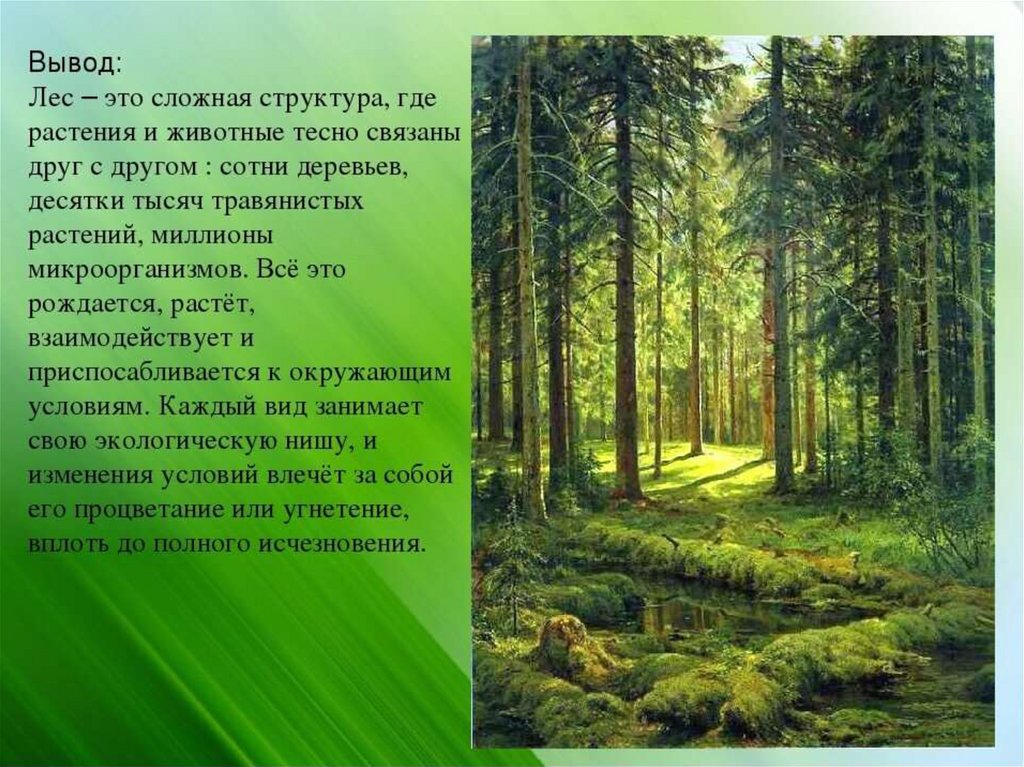 Сочинение описание природы местности 6 класс презентация. Рассказ о лесе. Доклад про лес. Природное сообщество лес. Природное сообщество лес проект.