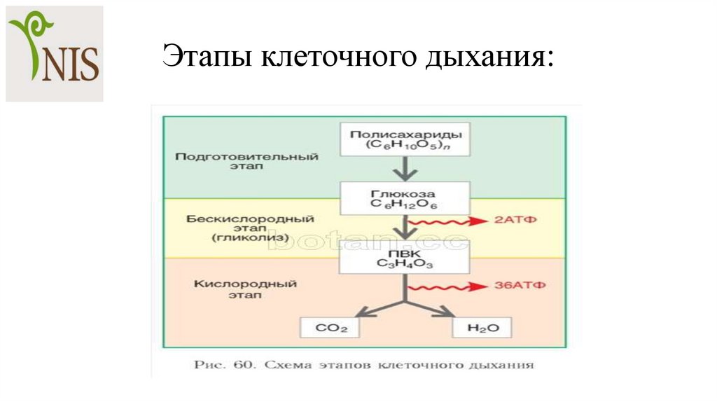 Процесс аэробного дыхания отображает схема